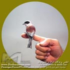 چرخ ریسک پشت بلوطی